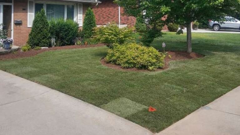 Should You Install Your New Lawn Using Seed Or Sod?